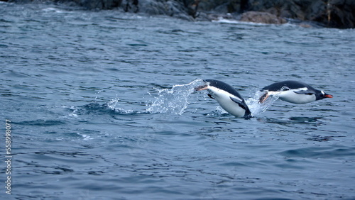 Gentoo penguins  Pygoscelis papua  swimming and jumping out of the water at Kinnes Cove  Joinville Island  Antarctica