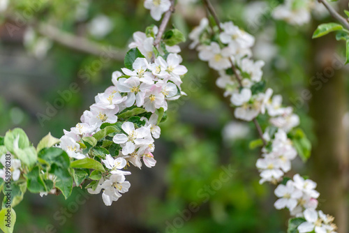 Banner background with bee and blooming tree branches, honey production and spring concept