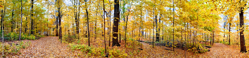 Fototapeta premium Web banner of a forest with fallen leaves and autumn leaf colour