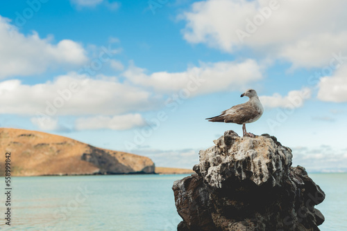 Seagull in Balandra Beach   located on the Baja California Sur peninsula of Mexico in La Paz. The water is very shallow  allowing visitors to walk across the bay to the other side 