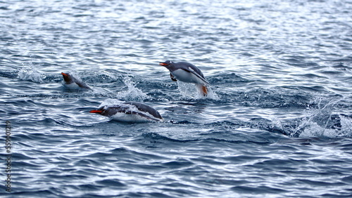 Gentoo penguins (Pygoscelis papua) swimming and jumping out of the water at Kinnes Cove, Joinville Island, Antarctica