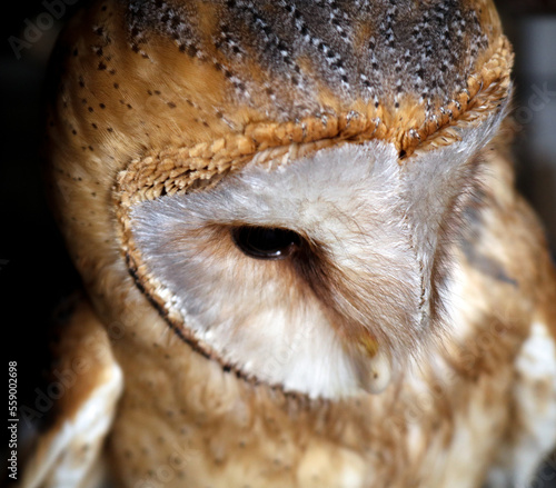 Barn owl close up, owl portrait 