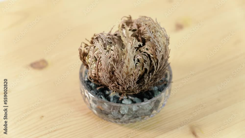 Selaginella lepidophylla reviving. Time lapse of a "resurrection plant