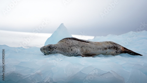 Leopard seal (Hydrurga leptonyx) on an iceberg at Kinnes Cove, Joinville Island, Antarctica photo