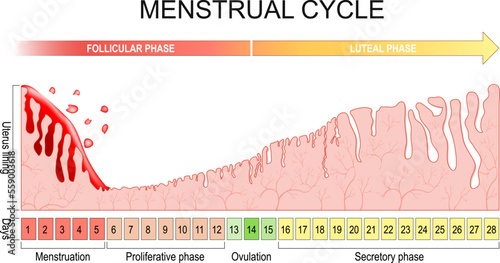 Menstrual cycle. changes in the endometrium during the menstrual cycle photo