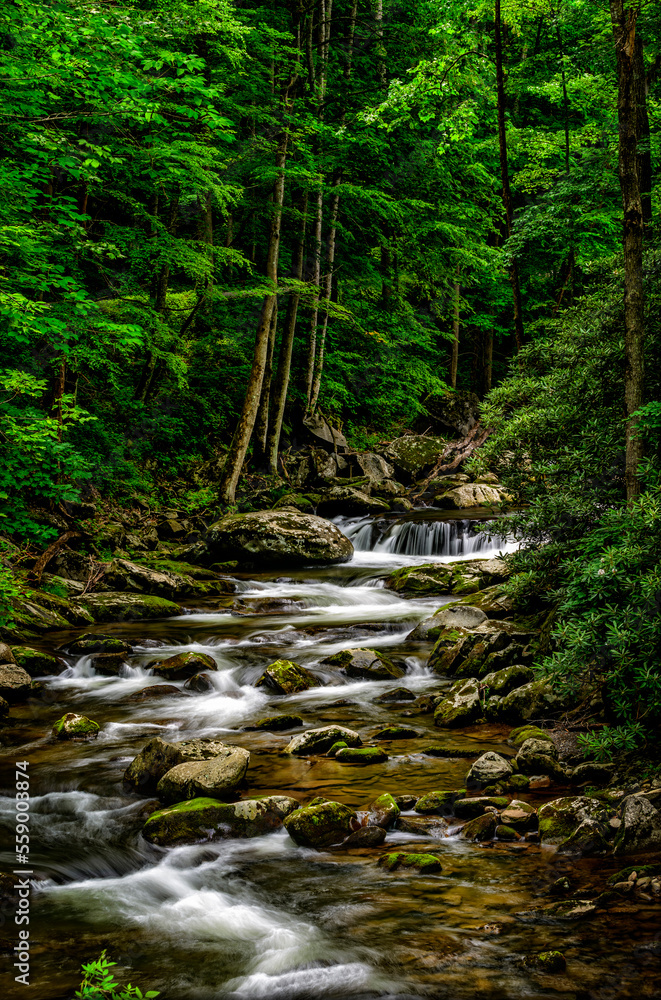 Vertical Photograph of Deep Woods Stream In The Smoky Mountains