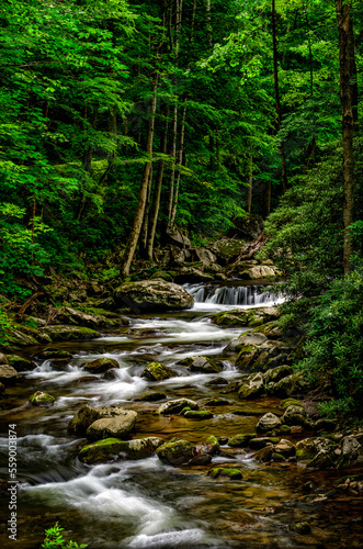 Vertical Photograph of Deep Woods Stream In The Smoky Mountains