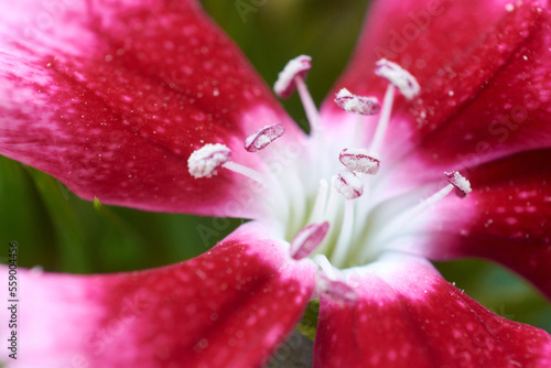 Macro shot of red and pink Sweet William flower with selective focus on anther. Floral background with copy space.