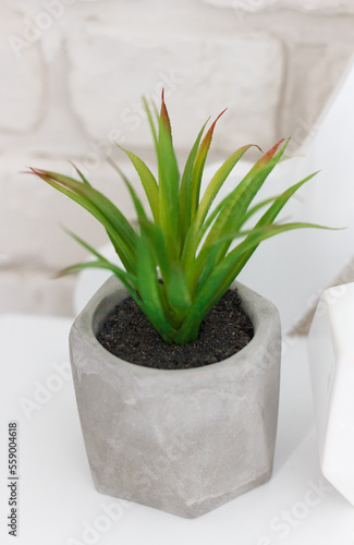 Fotografie A houseplant from the aloy vera family, planted in a gray vase, which fits well