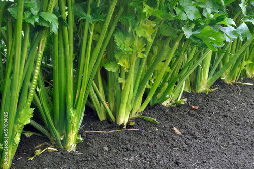 closeup of green fresh petiole  celery plantation (leaf vegetables) in the vegetable garden