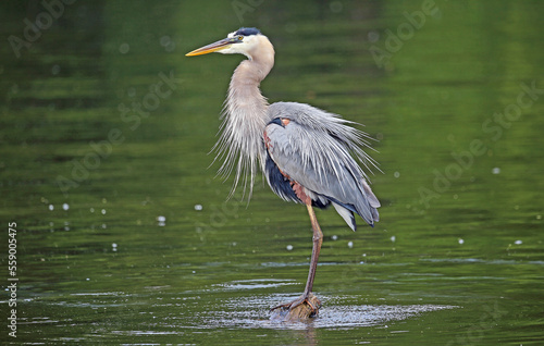 Fotografie Beautiful heron - Great Blue Heron - Tennessee