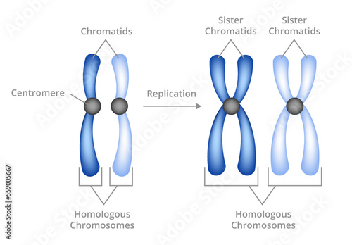 Vector illustration of chromosomal replication isolated on white background. Chromosomes and chromatids. Pair of homologous chromosomes, sister chromatids consist of two copies of the same chromosomes