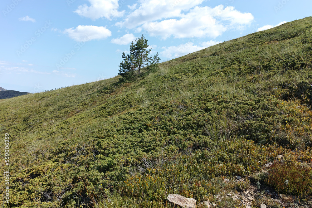 Obraz premium Summer landscape of Belasitsa Mountain, Bulgaria