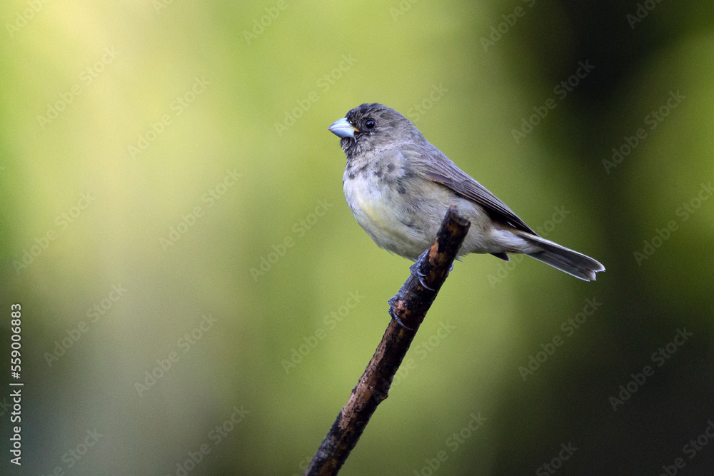 Naklejka premium A young of Yellow-bellied Seedeater also know as Baiano perched on a tree branch in a forest. Species Sporophila nigricollis. Bird lover. Birdwatching. Birding.