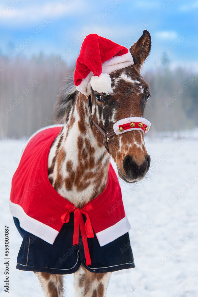 Knabstrupper breed foal dressed for Christmas with santa hat on its head in winter