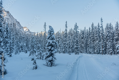 Winter forest in Banff Park