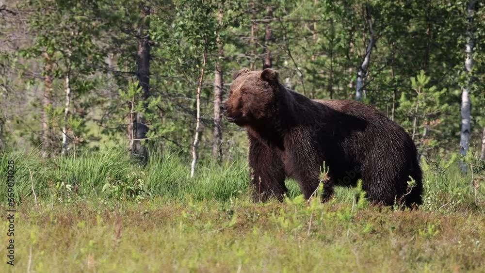 brown bear stalking in finland on a swamp wilderness finnish nature karhu