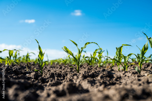 Maize seedling in agricultural field. Growing of young green corn seedling.