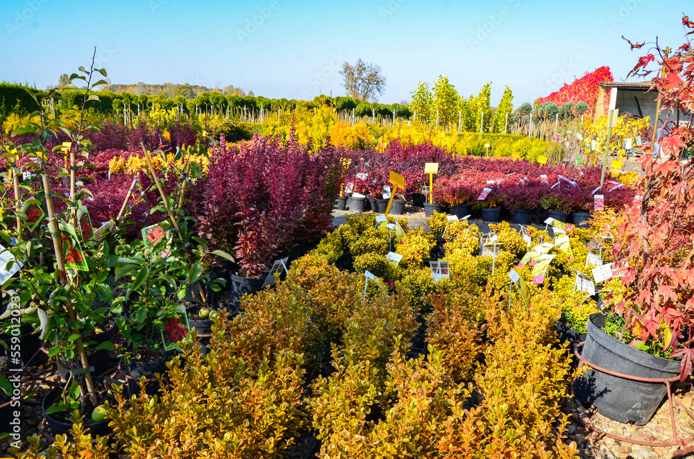 Colorful rows of flowers and bushes, trees. Nursery of trees and shrubs