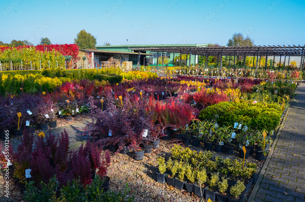Colorful rows of flowers and bushes, trees. Nursery of trees and shrubs
