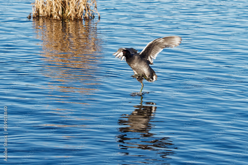 Naklejka premium American Coot sprinting during takeoff.