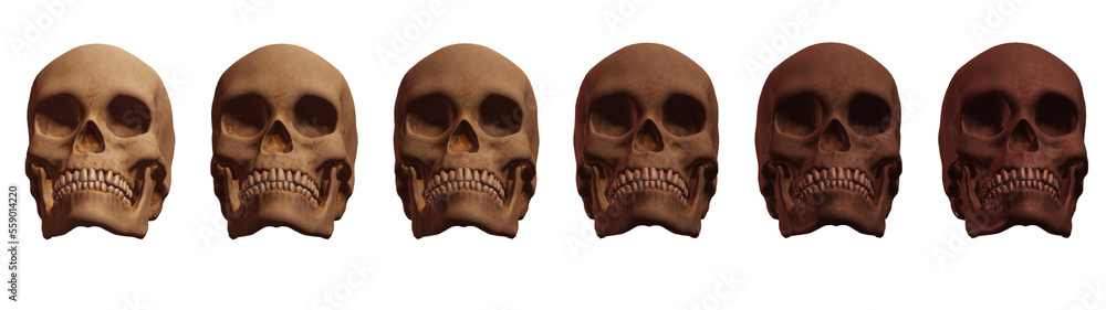 skull human,  skeleton