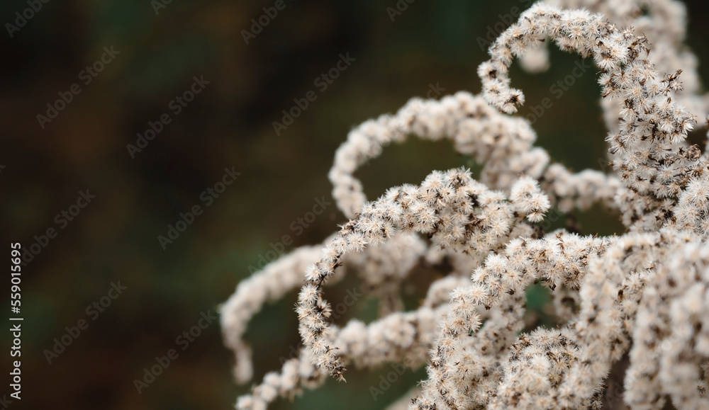 Canadian goldenrod in autumn. Dried solidago flowers. Sad autumn fading nature Canadian goldenrod in autumn. Dried solidago flowers. Sad autumn fading nature