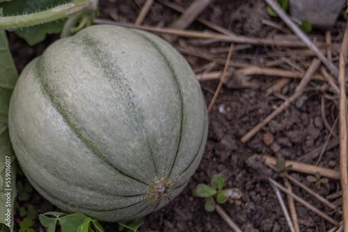 Muskmelon Melon In Garden