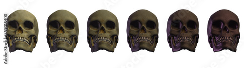 skull human,  skeleton