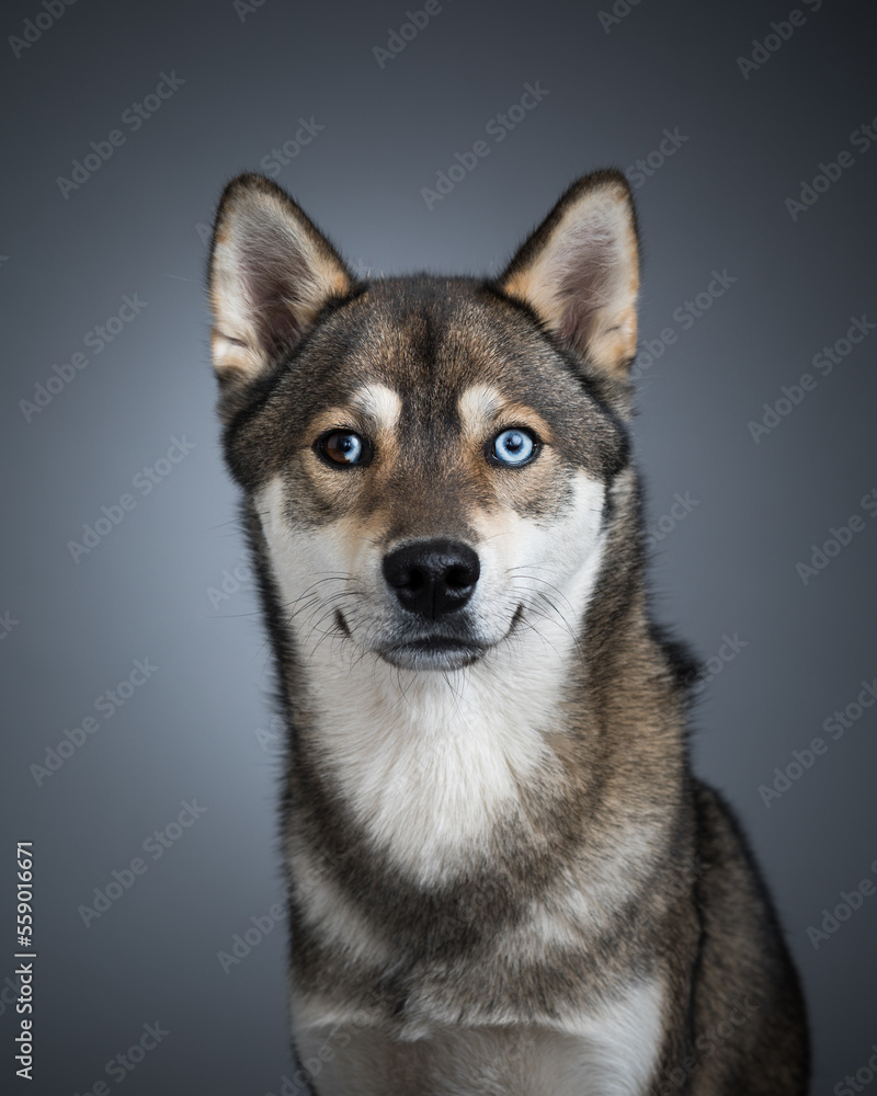 husky boss portrait with dog blue eyes in studio magazine cover dog lifestyle wild dog