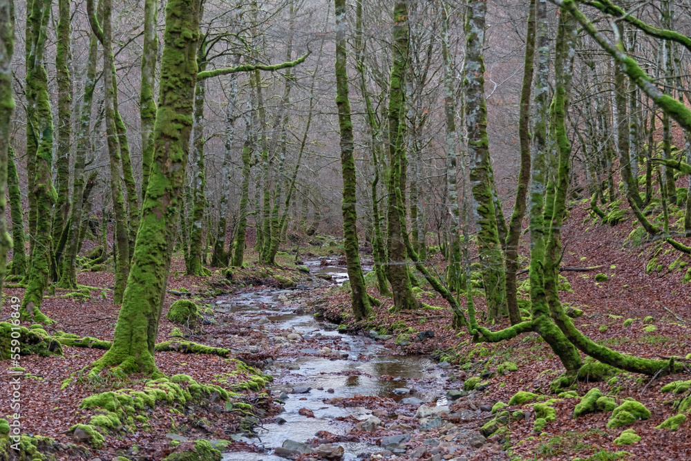 Obraz premium Small stream in he winter forest