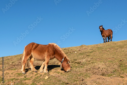 Pair of horses grazing in the bush