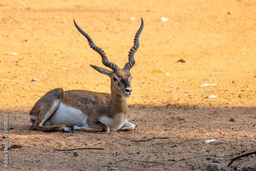 Indian black buck resting in the shade, is an antelope native to India and Nepal. photo