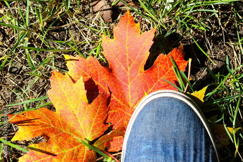 maple leaf in the grass