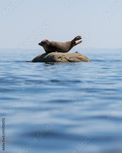 Common seal also known as Harbour seal, Hair seal or Spotted seal (Phoca vitulina) lying on a rock. Isle of Arran, Scotland photo
