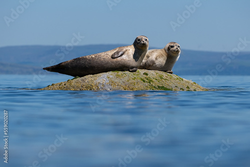 Pair of Common seals also known as Harbour seals, Hair seals or Spotted seals (Phoca vitulina) lying on a rock. Isle of Arran, Scotland