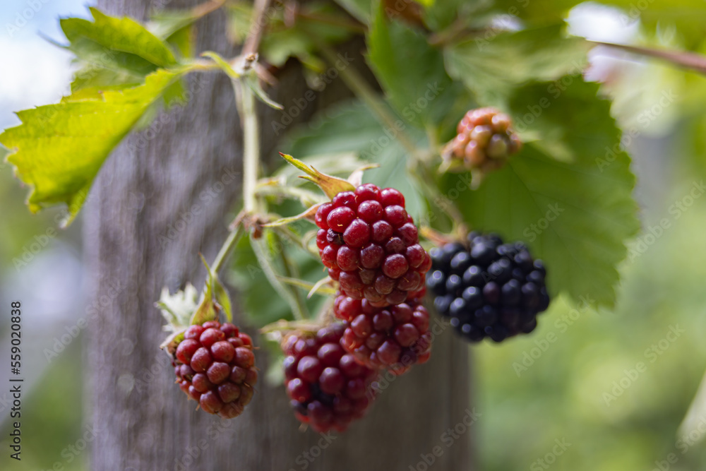 Blackberries On Tree. A Cluster Of Berries On A Branch. Blackberries On Tree. A Cluster Of Berries On A Branch.