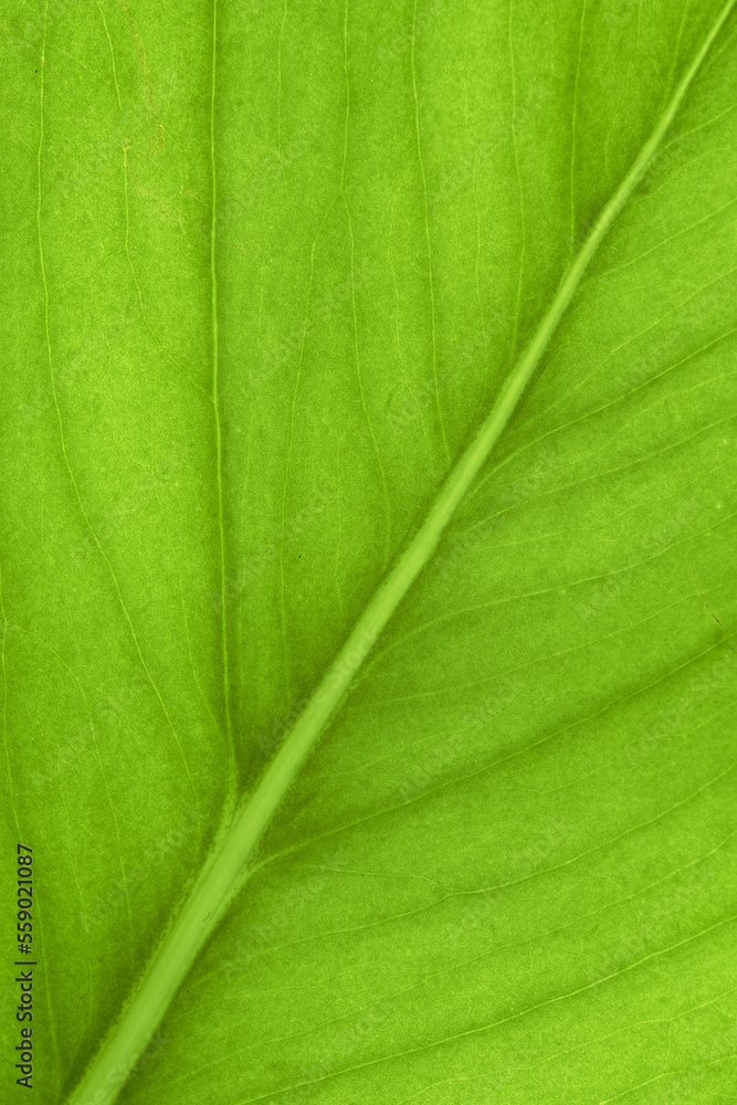 A beautiful fresh green leaf highlighted by the sun. The plant has a beautiful expressive structure. Background texture green leaf structure macro photography. Cow parsnip green leaf texture A beautiful fresh green leaf highlighted by the sun. The plant has a beautiful expressive structure. Background texture green leaf structure macro photography. Cow parsnip green leaf texture
