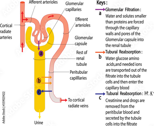 diagram of urine formation image vector photo