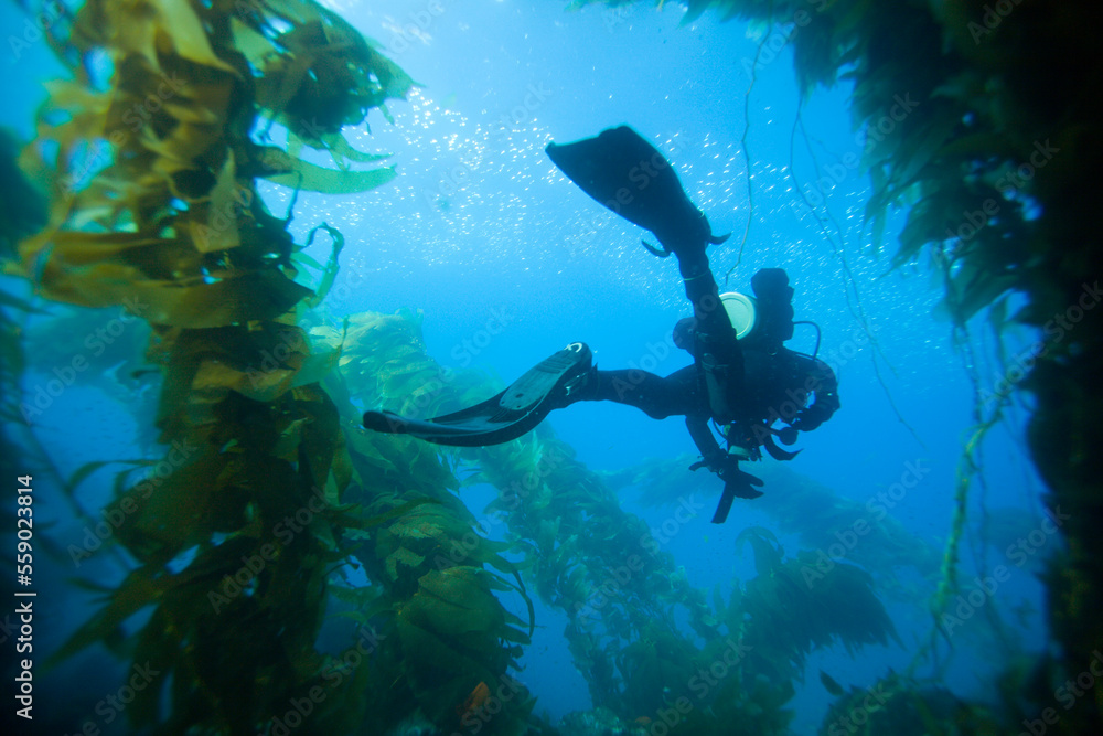 Underwater view of SCUBA diver in a kelp forest. Underwater view of SCUBA diver in a kelp forest.