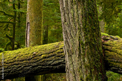 A rare grove of old growth forest is found in the Pacific Northwest. photo