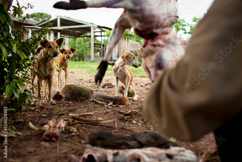 Hungry dogs await scraps as a wild boar is skinned in Sao Luis Indian Post, Amazon Basin, Brazil. photo