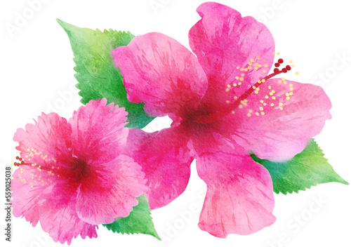 Watercolor Hibiscus Tropical Flower Illustration