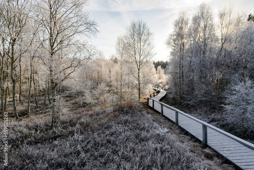 Frosty winter landscape with the low winter sun shining over the wooden plank path above the Mecklenbruch raised bog, Solling-Vogler Nature Park, near Silberborn, Lower Saxony, Germany  photo