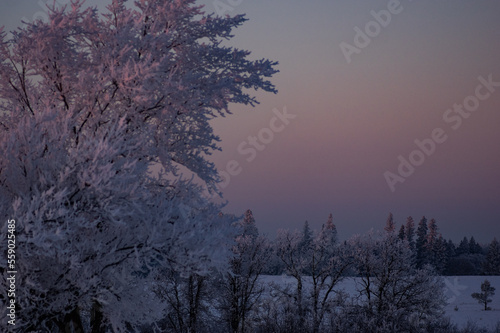 Winter scene  hoar frost on trees at dusk
