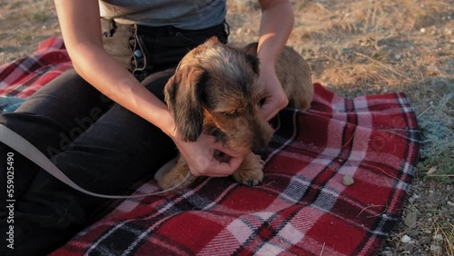dog trimming. girl trims a dog in nature. Slow motion, close-up. wirehaired dachshund. girl touches the dog's nose with her nose in nature. girl kissing wire-haired dachshund