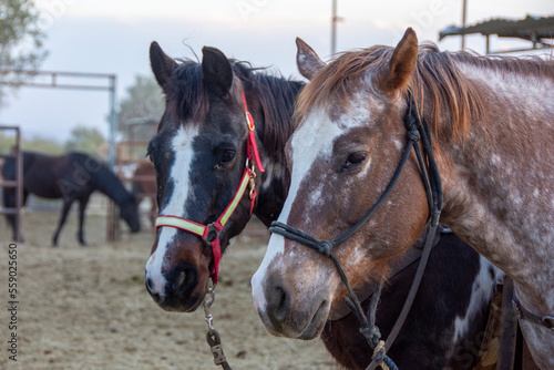 Fototapeta Naklejka Na Ścianę i Meble -  Two horses hanging out on ranch