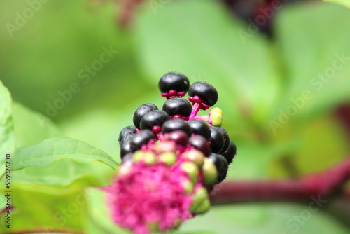 Beauty berries