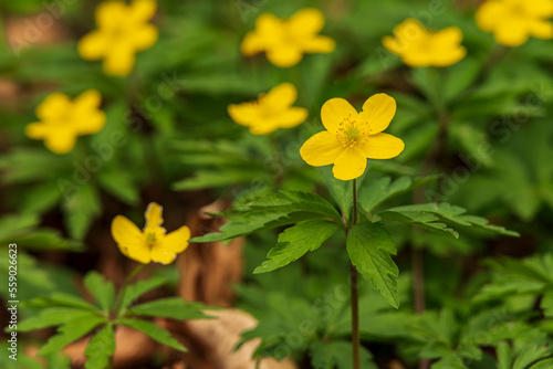 Close-up of flowering yellow anemones (Anemonoides ranunculoides) in a springtime forest