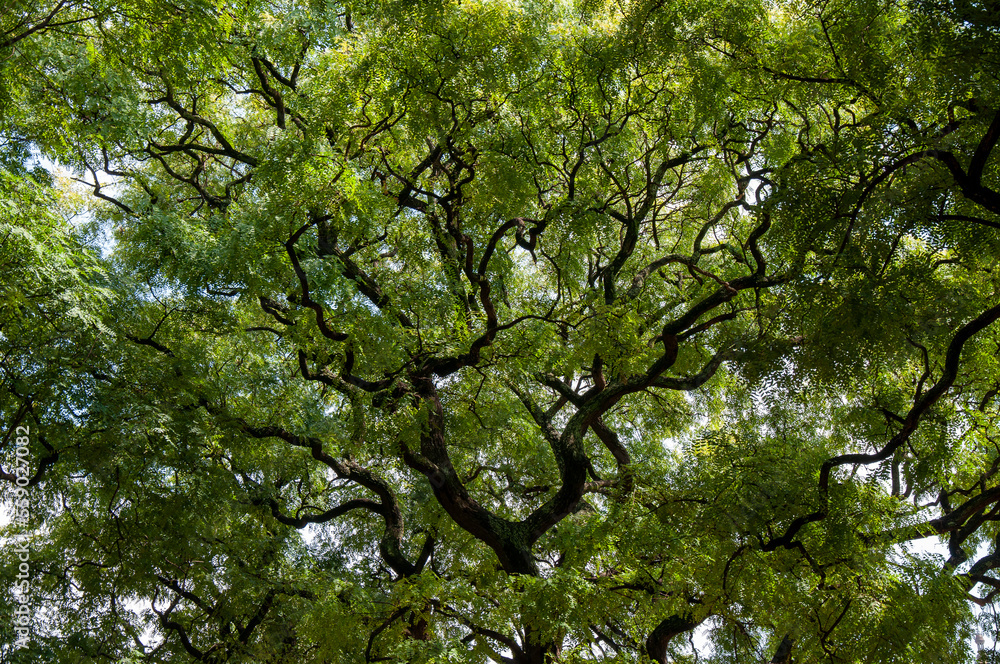 Fototapeta premium Grüner Baum